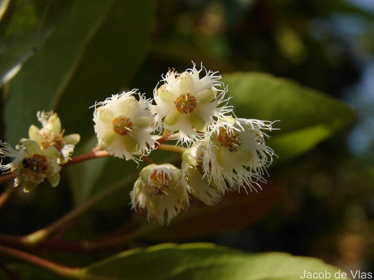 Elaeocarpus serratus L.